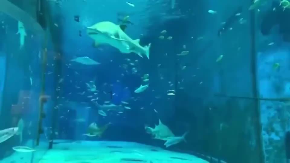 拯救可爱小公主